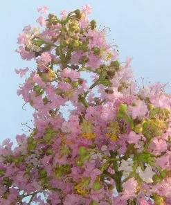 Brighter Blooms Sioux Crape Myrtle