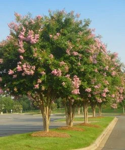 Brighter Blooms Sioux Crape Myrtle