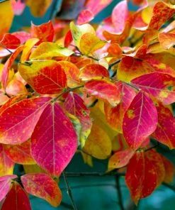 Brighter Blooms Sioux Crape Myrtle