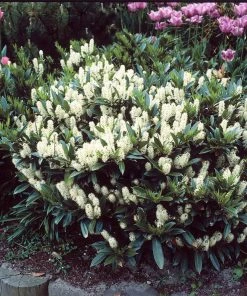 Brighter Blooms Skip Laurel Shrub Shrubs & Hedges