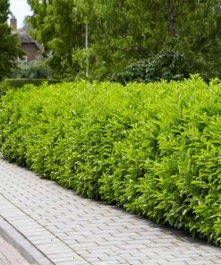 Brighter Blooms Shrubs & Hedges Cool-Climate Shade Garden Kit