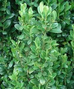 Brighter Blooms Evergreen & Privacy Sky Pencil Holly Tree