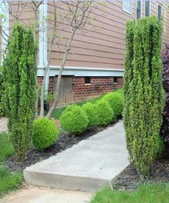 Brighter Blooms Evergreen & Privacy Sky Pencil Holly Tree