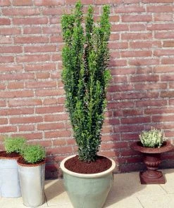 Brighter Blooms Evergreen & Privacy Sky Pencil Holly Tree