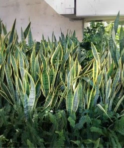 Brighter Blooms SHOP ALL Snake Plant 22 Brighter Blooms SHOP ALL Snake Plant