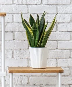 Brighter Blooms SHOP ALL Snake Plant