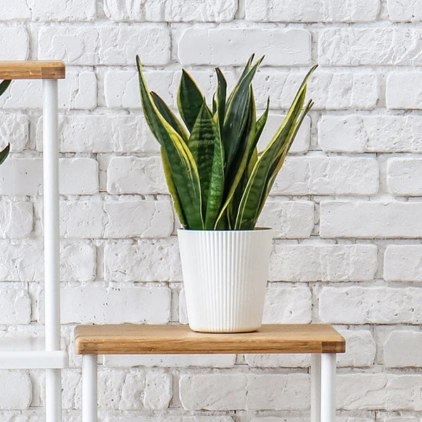 Brighter Blooms SHOP ALL Snake Plant 1 Brighter Blooms SHOP ALL Snake Plant