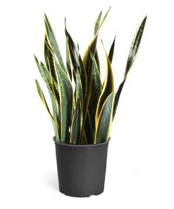 Brighter Blooms SHOP ALL Snake Plant 23 Brighter Blooms SHOP ALL Snake Plant