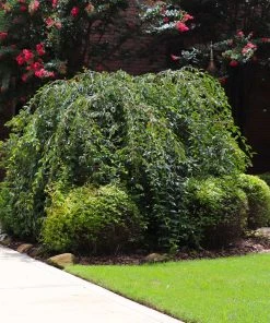 Brighter Blooms Snow Fountains® Weeping Cherry Tree Flowering Trees 8 Brighter Blooms Snow Fountains® Weeping Cherry Tree Flowering Trees