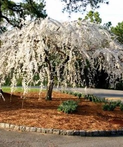 Brighter Blooms Snow Fountains® Weeping Cherry Tree Flowering Trees 9 Brighter Blooms Snow Fountains® Weeping Cherry Tree Flowering Trees