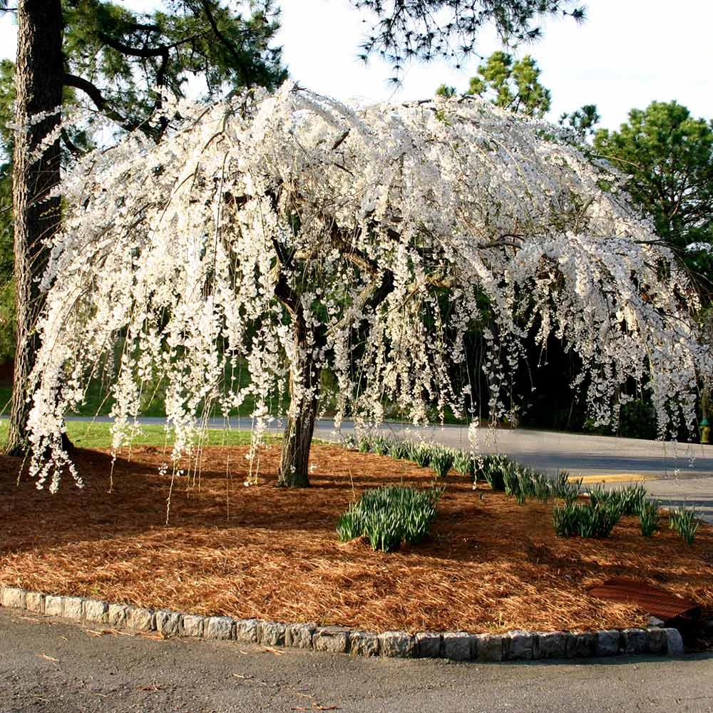 Brighter Blooms Snow Fountains® Weeping Cherry Tree Flowering Trees 5 Brighter Blooms Snow Fountains® Weeping Cherry Tree Flowering Trees