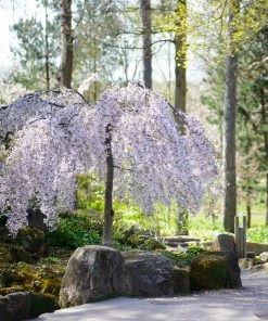 Brighter Blooms Snow Fountains® Weeping Cherry Tree Flowering Trees