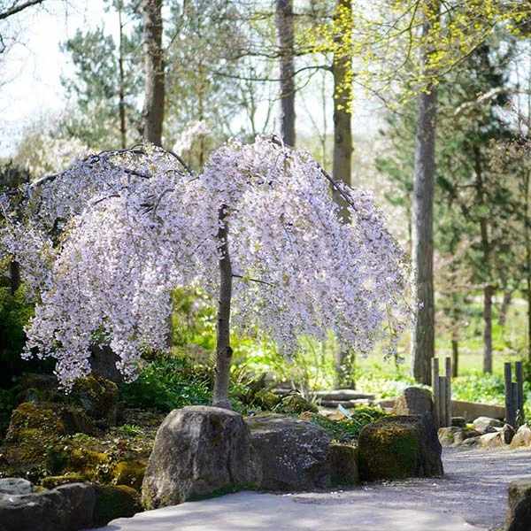 Brighter Blooms Snow Fountains® Weeping Cherry Tree Flowering Trees 1 Brighter Blooms Snow Fountains® Weeping Cherry Tree Flowering Trees