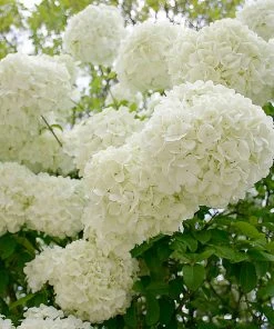 Brighter Blooms Snowball Viburnum Bush Shrubs & Hedges