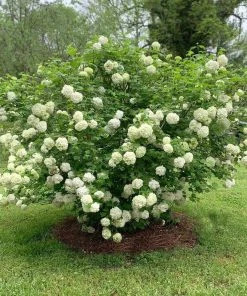 Brighter Blooms Snowball Viburnum Bush Shrubs & Hedges
