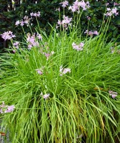 Brighter Blooms Society Garlic Plant Ornamental Grasses