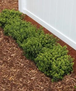 Brighter Blooms Soft Touch Holly Shrub