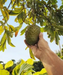 Brighter Blooms Soursop 'Guanabana' Tree Fruit Trees