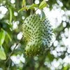 Brighter Blooms Soursop 'Guanabana' Tree Fruit Trees
