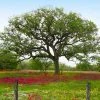Brighter Blooms Live Oak Tree