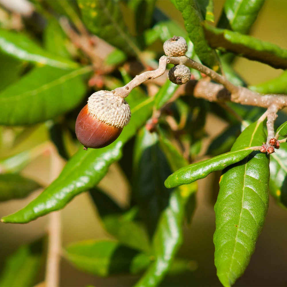 Brighter Blooms Live Oak Tree 3 Brighter Blooms Live Oak Tree