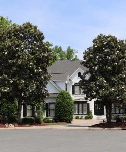 Brighter Blooms Evergreen & Privacy Southern Magnolia Tree