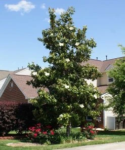 Brighter Blooms Evergreen & Privacy Southern Magnolia Tree