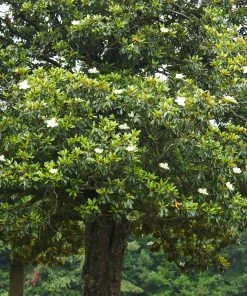 Brighter Blooms Evergreen & Privacy Southern Magnolia Tree