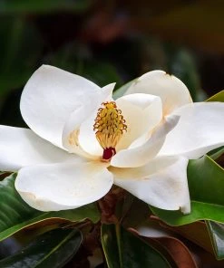 Brighter Blooms Evergreen & Privacy Southern Magnolia Tree