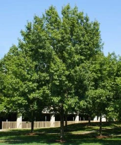 Brighter Blooms Shade Trees Southern Red Oak Tree 9 Brighter Blooms Shade Trees Southern Red Oak Tree