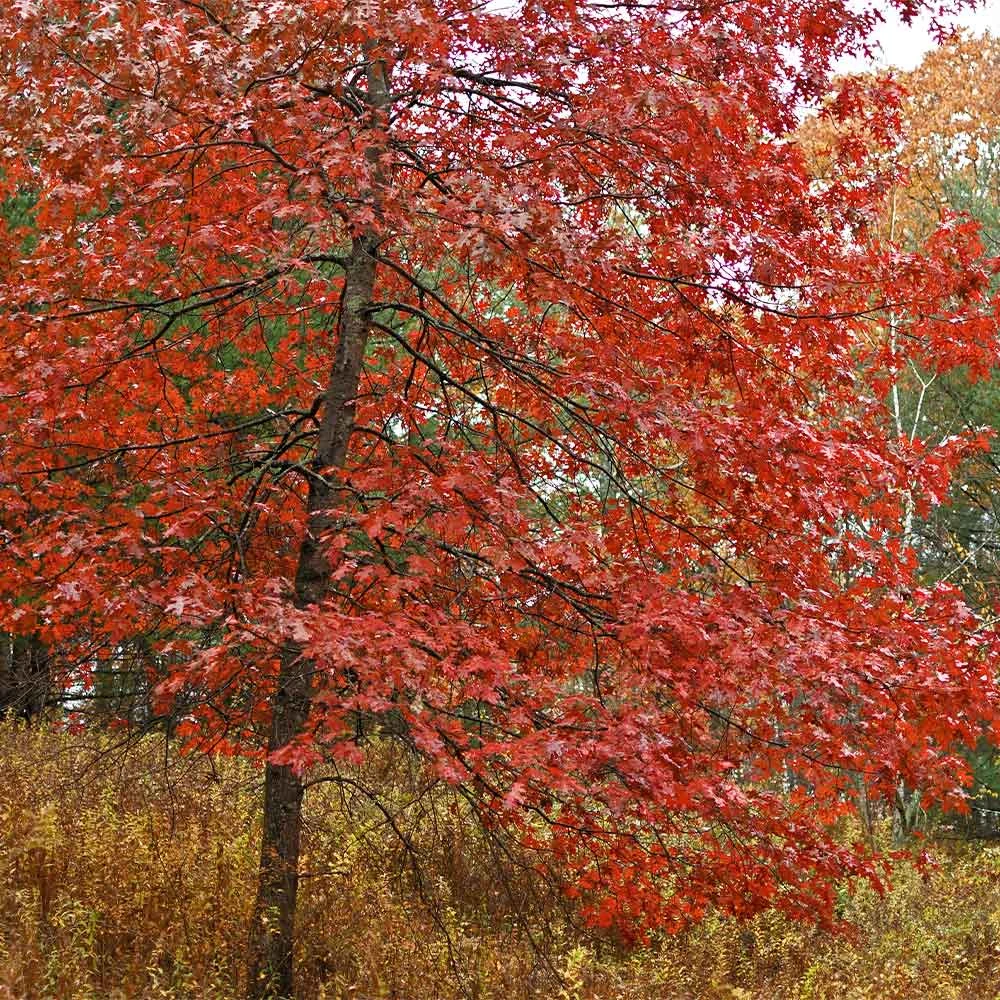 Brighter Blooms Shade Trees Southern Red Oak Tree 2 Brighter Blooms Shade Trees Southern Red Oak Tree