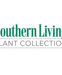 Brighter Blooms Shrubs & Hedges Jubilation Gardenia Shrub 9 Brighter Blooms Shrubs & Hedges Jubilation Gardenia Shrub