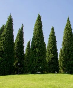 Brighter Blooms Spartan Juniper Tree Evergreen & Privacy 10 Brighter Blooms Spartan Juniper Tree Evergreen & Privacy