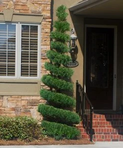 Brighter Blooms Spartan Juniper Tree Evergreen & Privacy 11 Brighter Blooms Spartan Juniper Tree Evergreen & Privacy