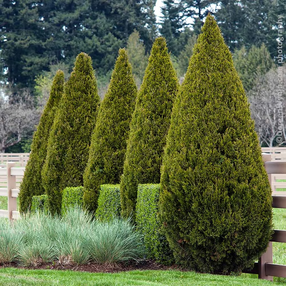 Brighter Blooms Spartan Juniper Tree Evergreen & Privacy 2 Brighter Blooms Spartan Juniper Tree Evergreen & Privacy