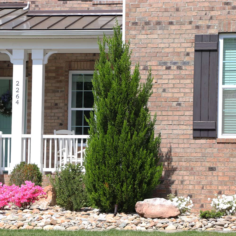 Brighter Blooms Spartan Juniper Tree Evergreen & Privacy 4 Brighter Blooms Spartan Juniper Tree Evergreen & Privacy