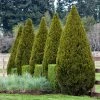 Brighter Blooms Spartan Juniper Tree Evergreen & Privacy