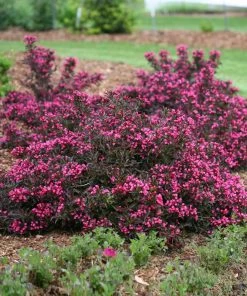 Brighter Blooms Spilled Wine® Weigela Shrub
