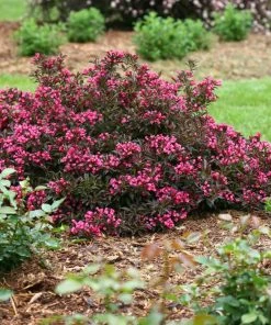 Brighter Blooms Spilled Wine® Weigela Shrub