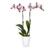 Brighter Blooms SHOP ALL Orchid Plant In White Pot