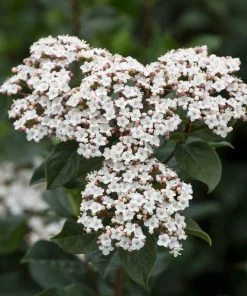 Brighter Blooms Spring Bouquet Viburnum Shrubs & Hedges