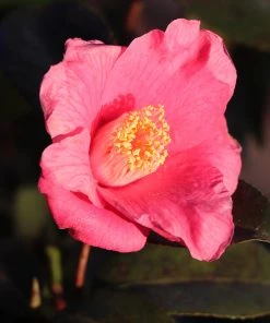 Brighter Blooms Camellia Shrubs Spring's Promise Camellia Shrub