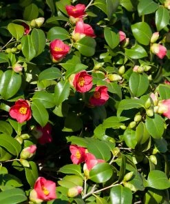 Brighter Blooms Camellia Shrubs Spring's Promise Camellia Shrub