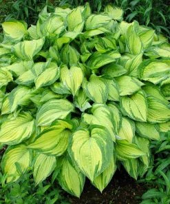 Brighter Blooms Perennials Stained Glass Hosta
