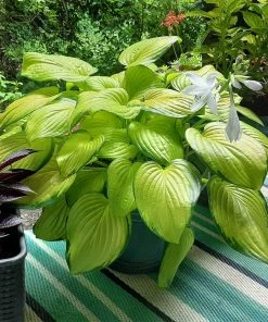 Brighter Blooms Perennials Stained Glass Hosta