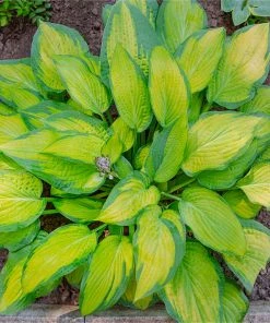 Brighter Blooms Perennials Stained Glass Hosta