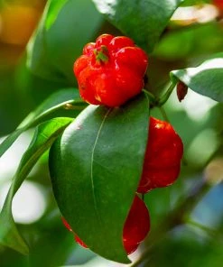 Brighter Blooms Star Cherry Tree (Pitanga)