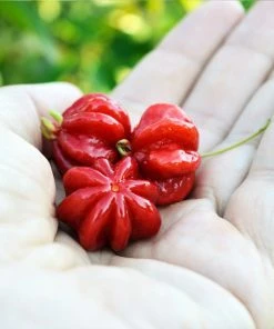 Brighter Blooms Star Cherry Tree (Pitanga)