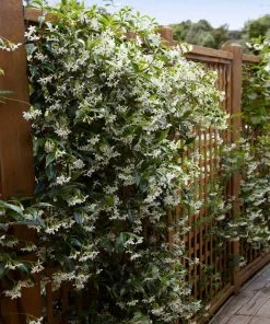 Brighter Blooms Star Jasmine Vine