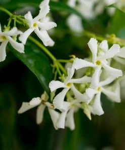 Brighter Blooms Star Jasmine Vine